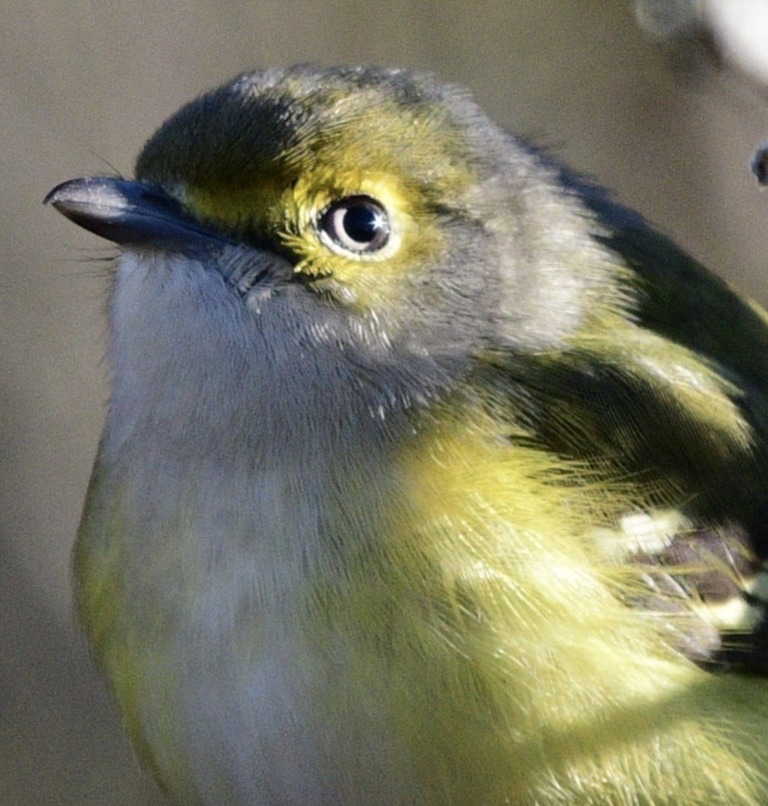 White-eyed Vireo - ML645457002