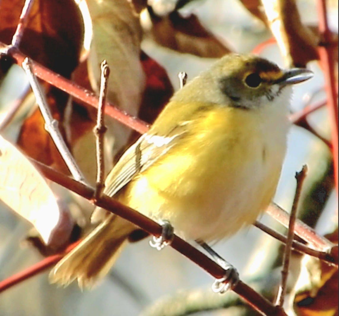 White-eyed Vireo - ML645457003