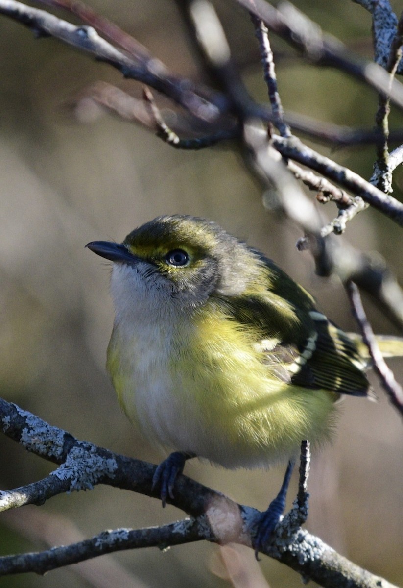 White-eyed Vireo - ML645457004
