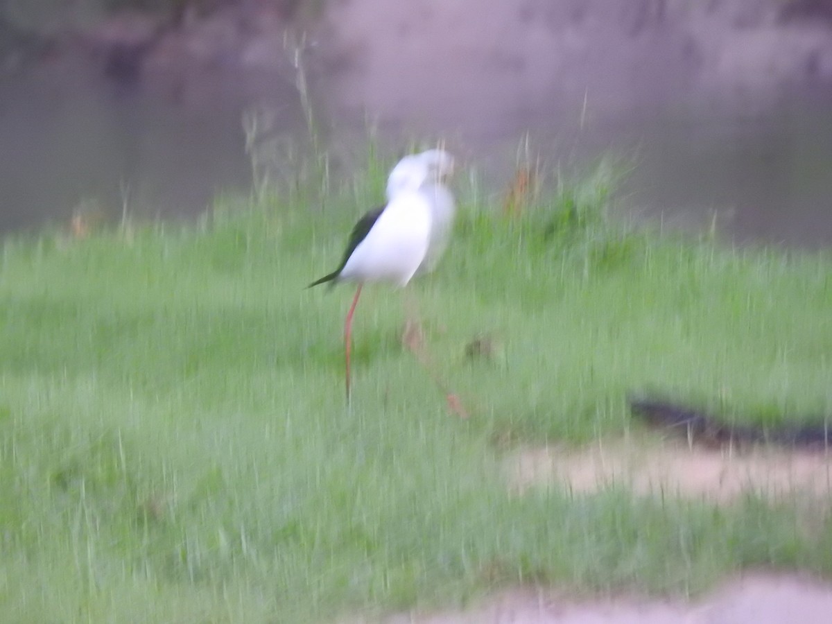 高蹺鴴 - ML645457005