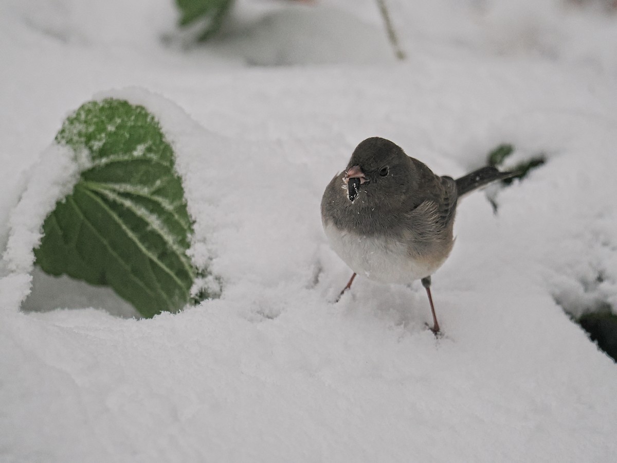 Dark-eyed Junco - ML645457008
