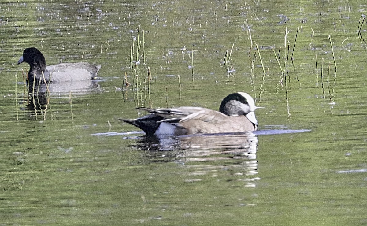 American Wigeon - ML645457009