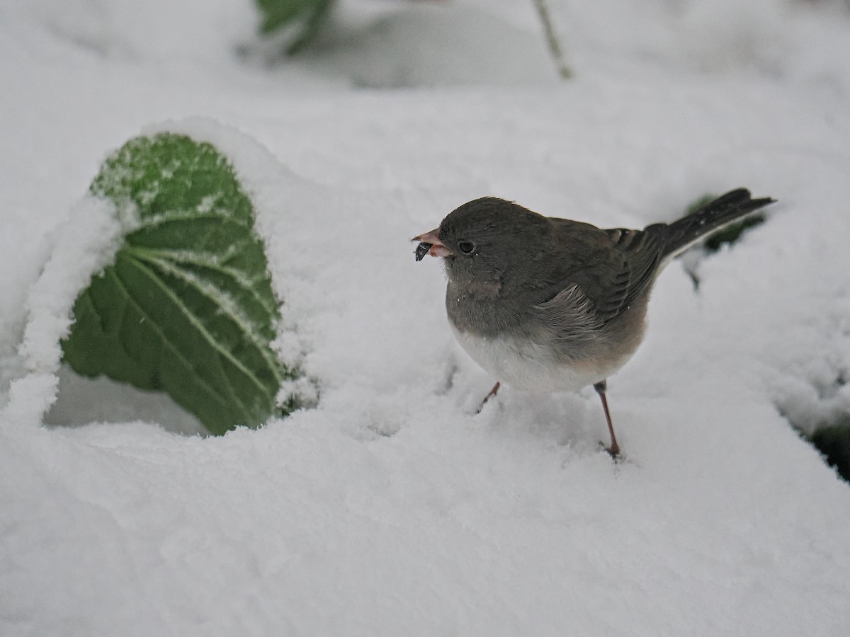 Dark-eyed Junco - ML645457010