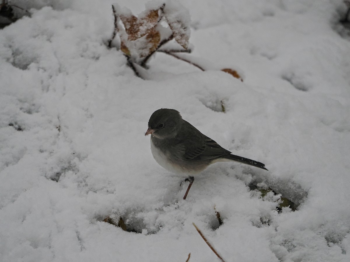 Dark-eyed Junco - ML645457011