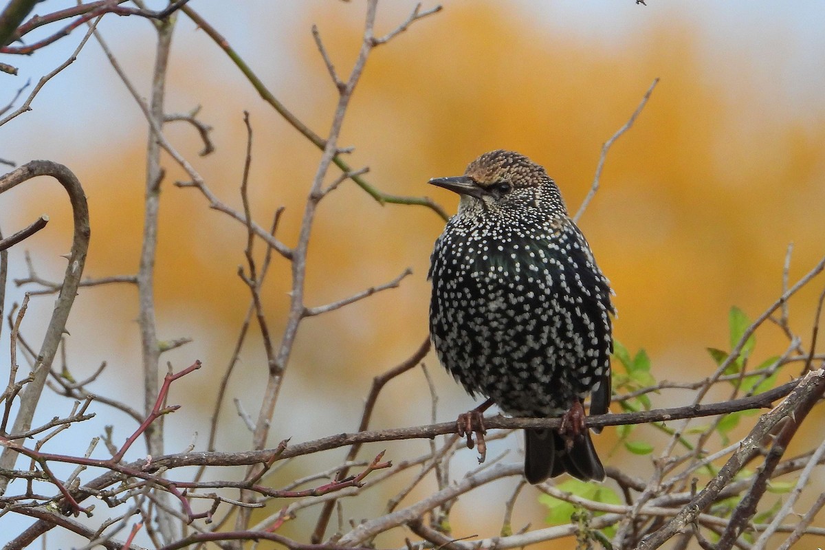 European Starling - ML645457021