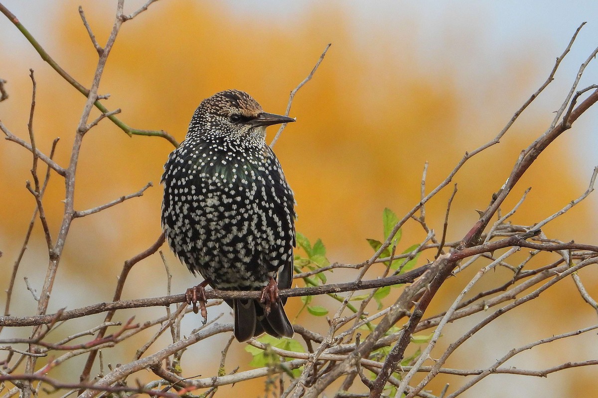 European Starling - ML645457022