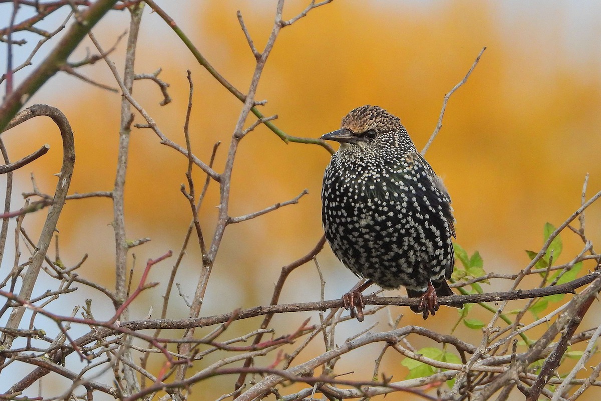 European Starling - ML645457023