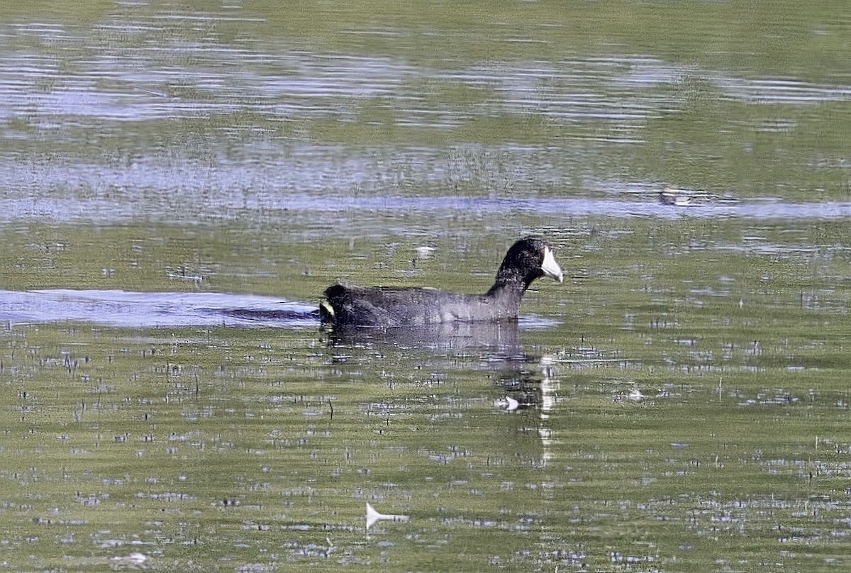 American Coot - ML645457026
