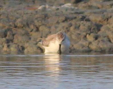 jespák lžícozobý - ML645457027