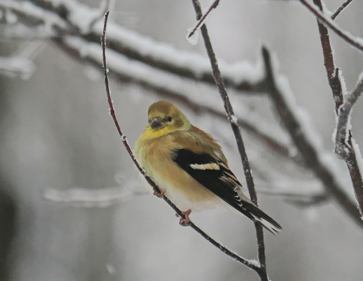 Altın İskete - ML645457032