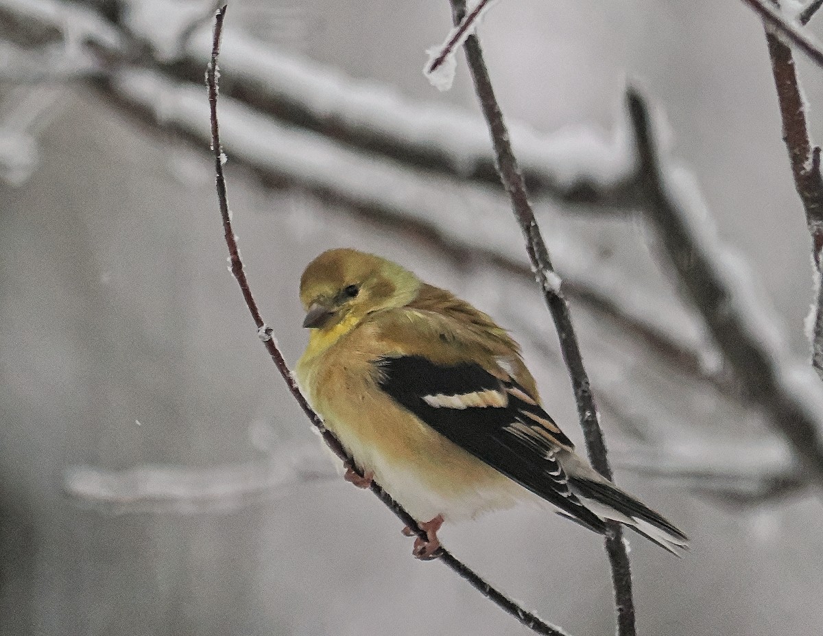 Altın İskete - ML645457033