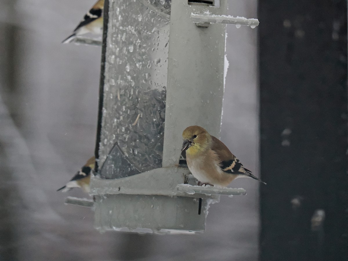 Altın İskete - ML645457034