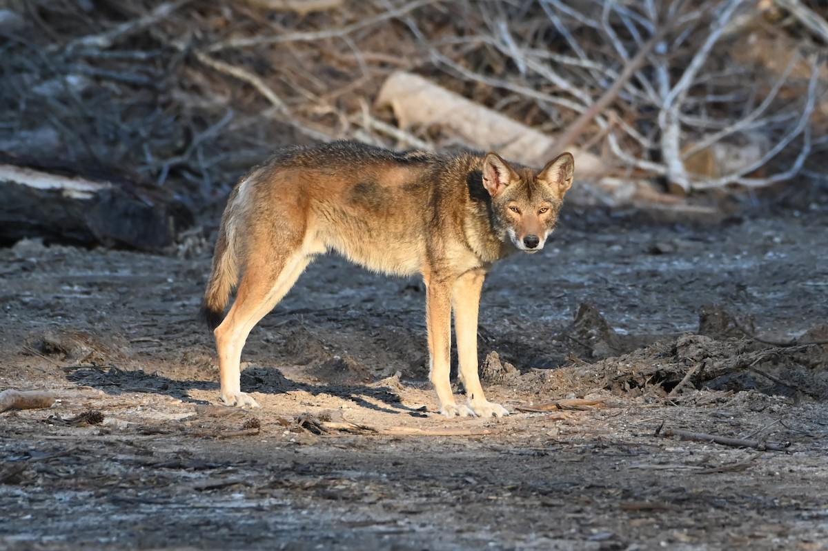 Coyote - ML645457055
