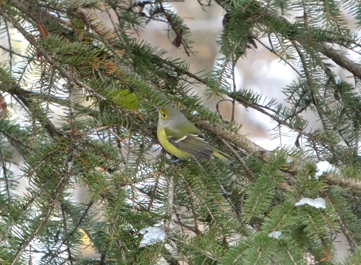 White-eyed Vireo - ML645457061