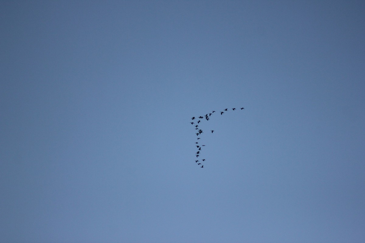 Beltzaran musuzuria - ML645457062