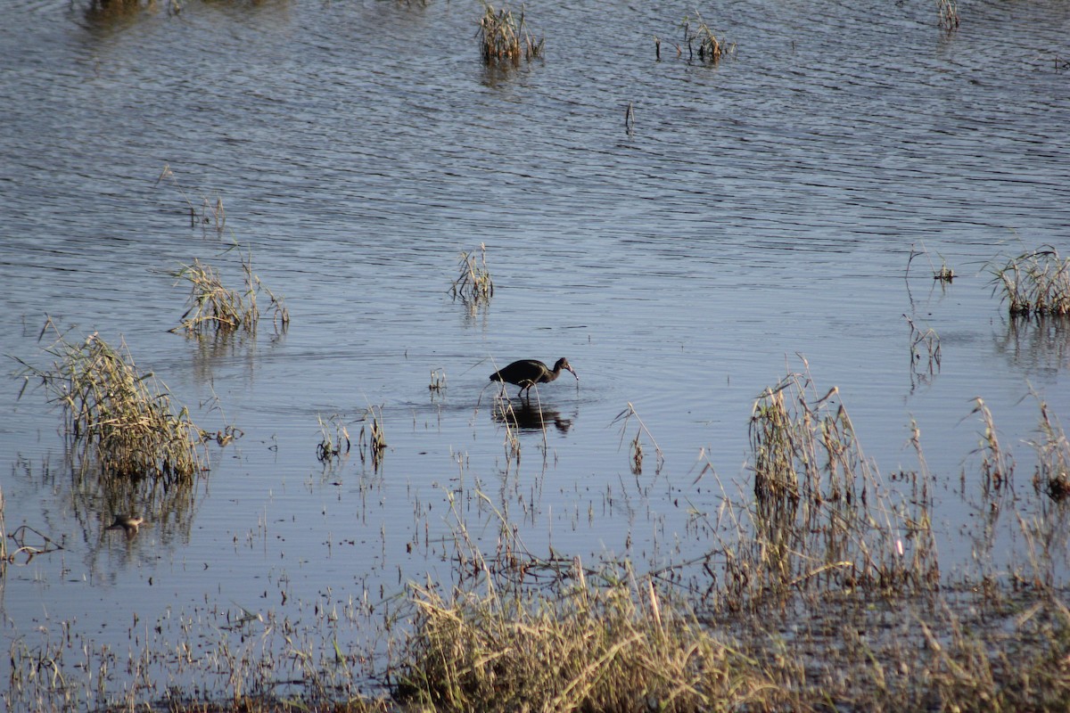 Beltzaran musuzuria - ML645457063