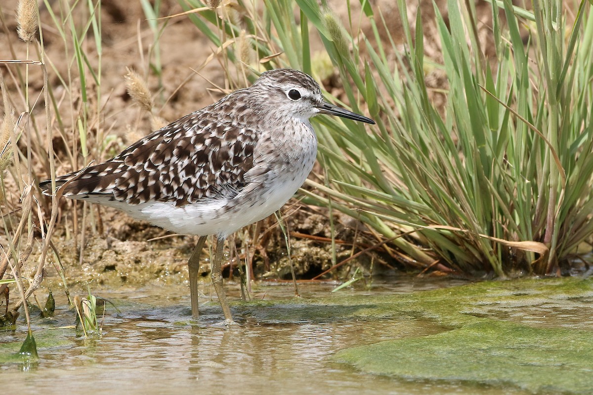 タカブシギ - ML645457064