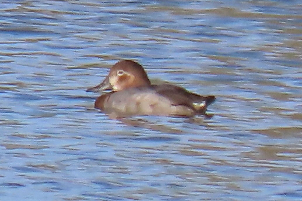 Common Pochard - ML645457065