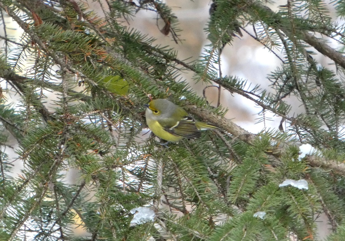 White-eyed Vireo - ML645457067