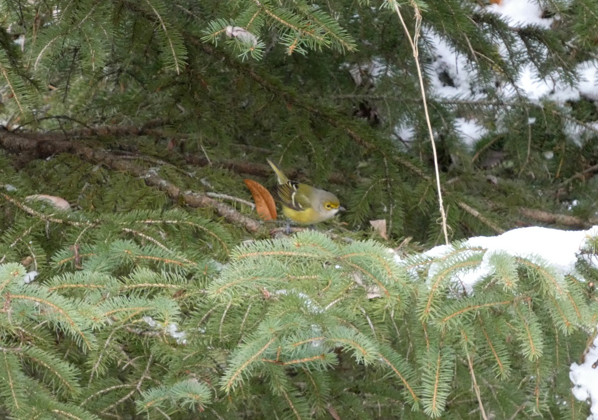 White-eyed Vireo - ML645457071