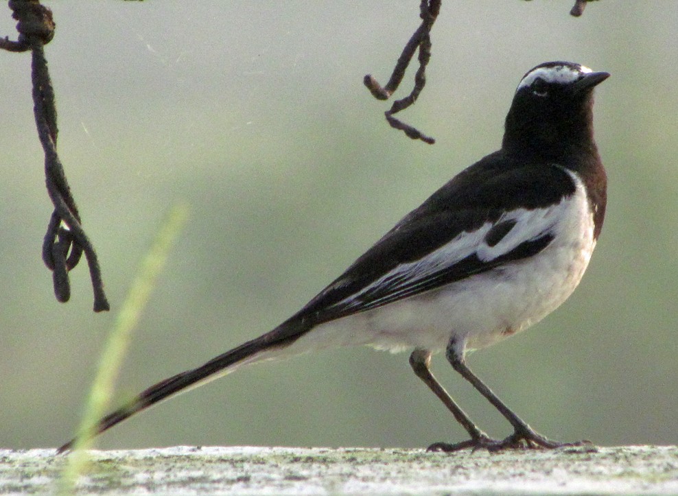 White-browed Wagtail - ML645457074