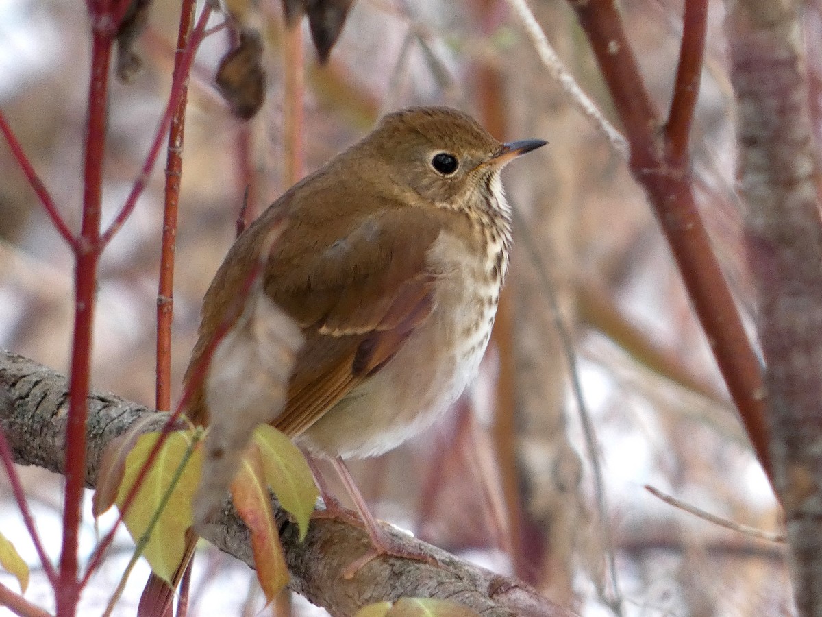 Hermit Thrush - ML645457086