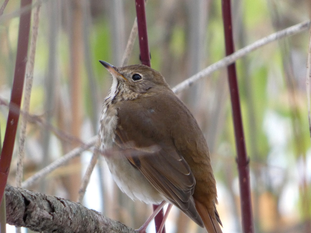 Hermit Thrush - ML645457089