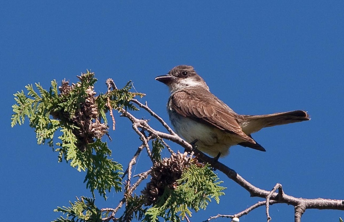Thick-billed Kingbird - ML645457097