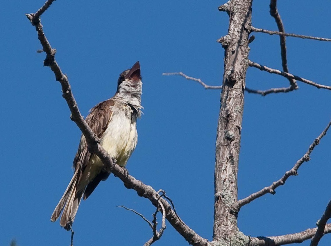 Thick-billed Kingbird - ML645457098