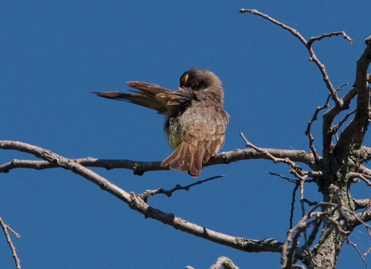 Thick-billed Kingbird - ML645457100