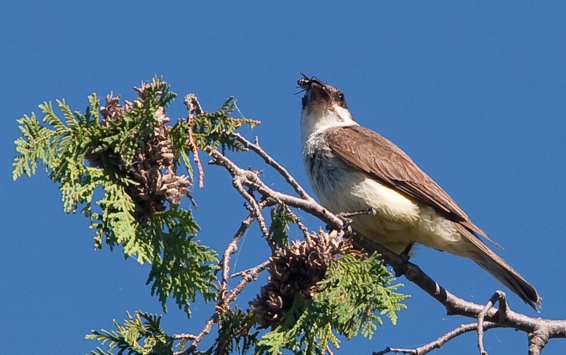 Thick-billed Kingbird - ML645457101