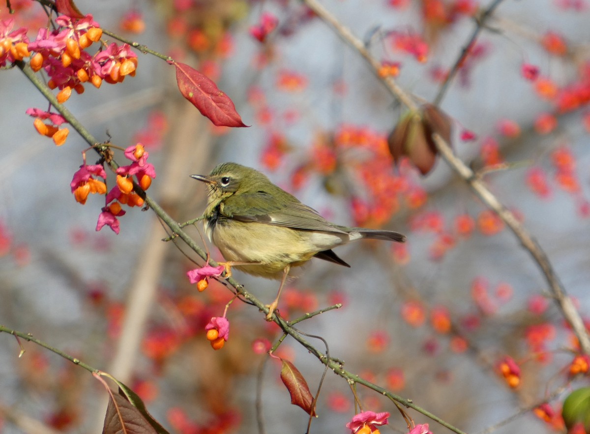 Black-throated Blue Warbler - ML645457104