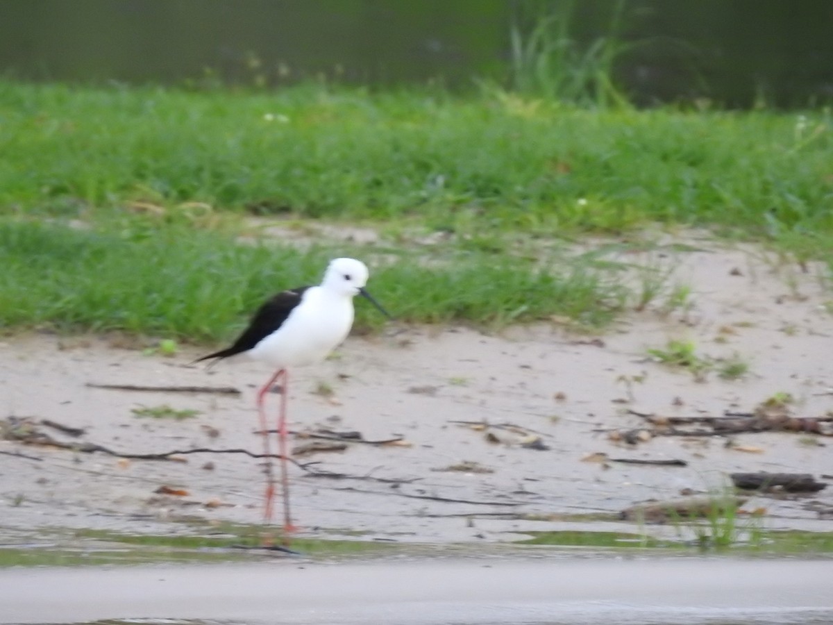 高蹺鴴 - ML645457112