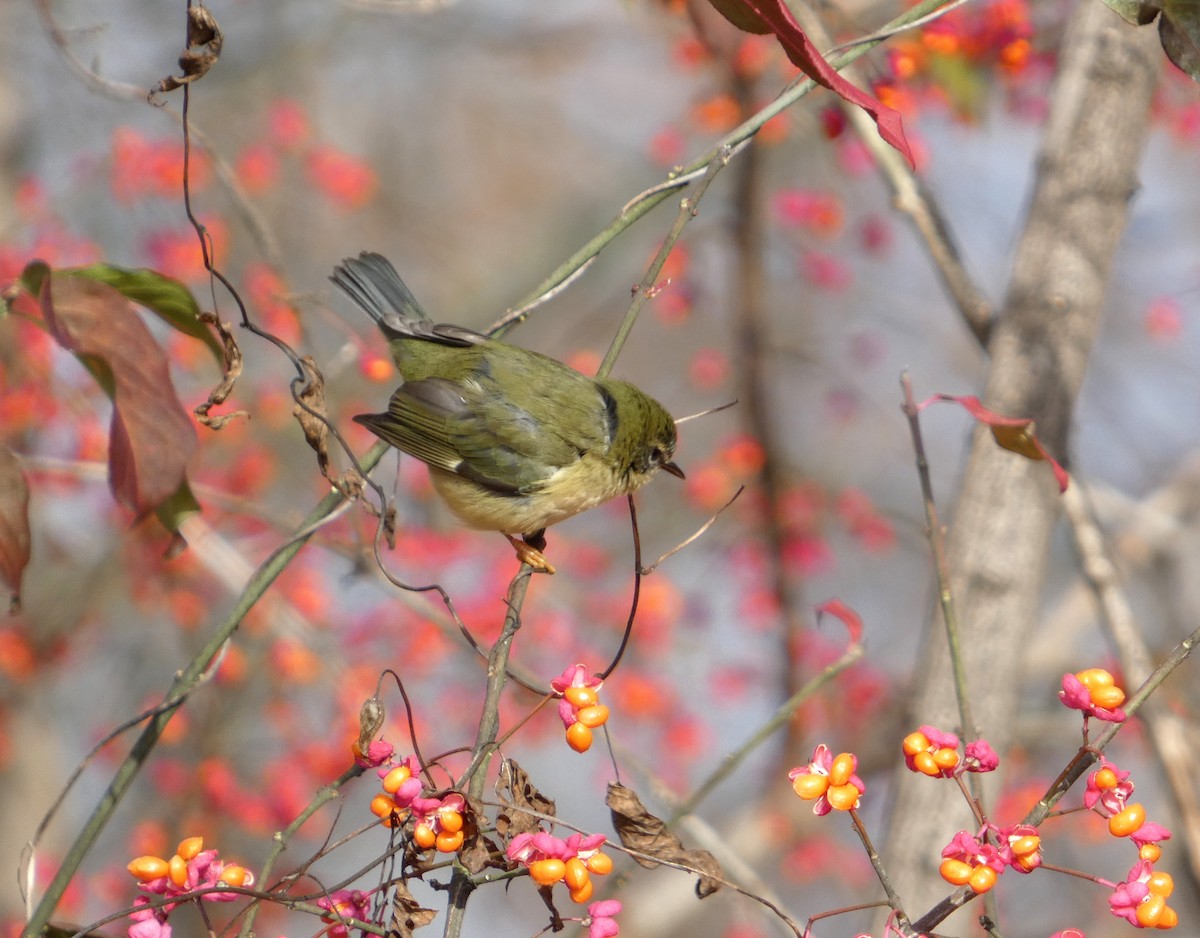Black-throated Blue Warbler - ML645457114