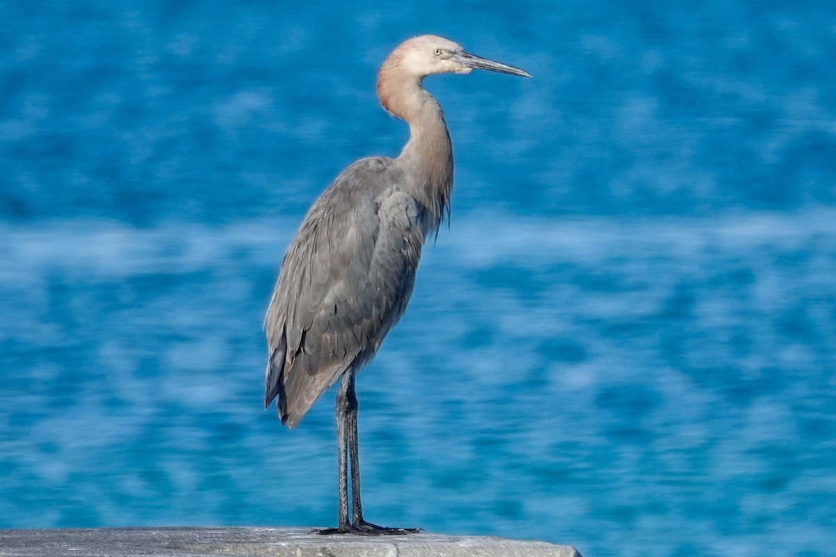 Reddish Egret - ML645457115
