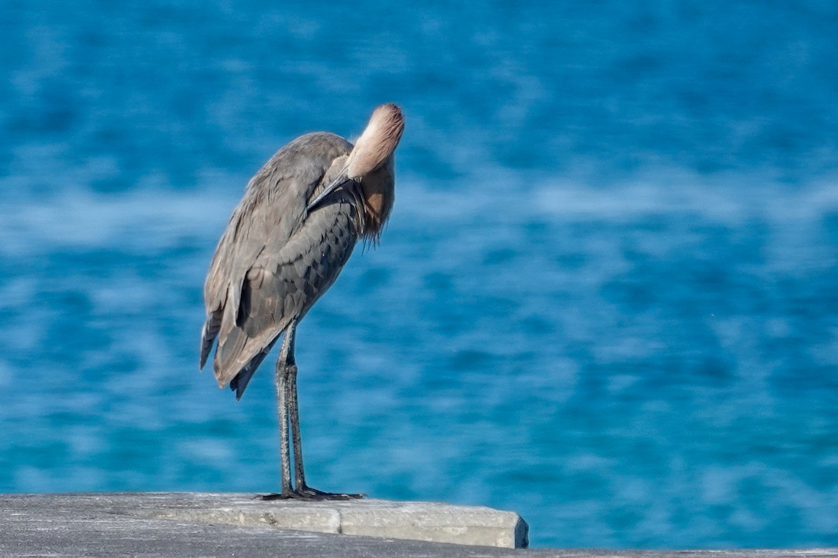 Reddish Egret - ML645457118