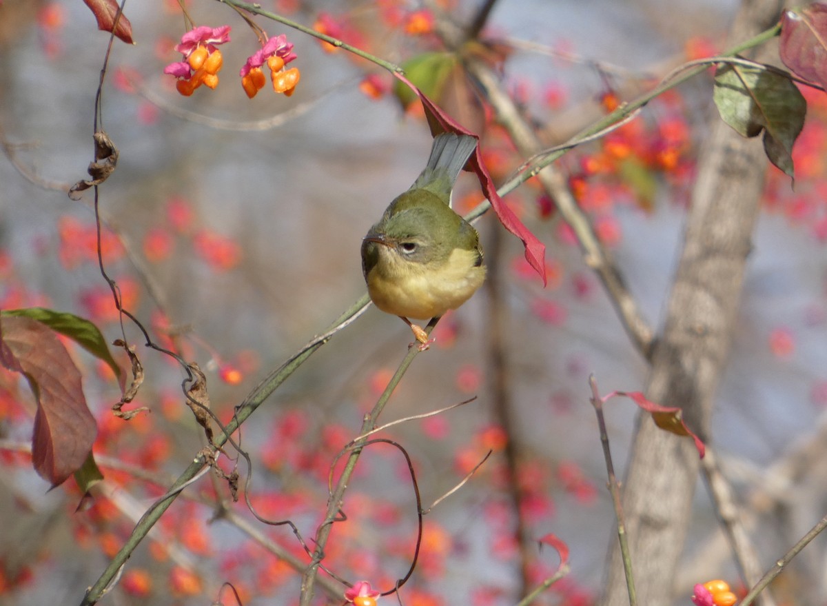 Black-throated Blue Warbler - ML645457119