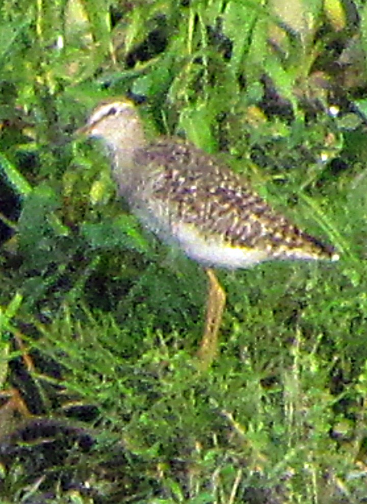 タカブシギ - ML645457120