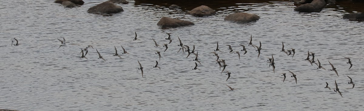 コシジロウズラシギ - ML645457122