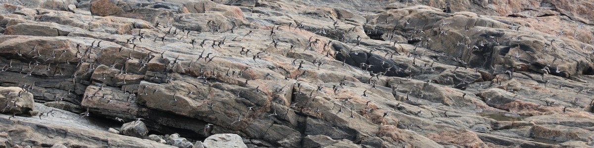 コシジロウズラシギ - ML645457123