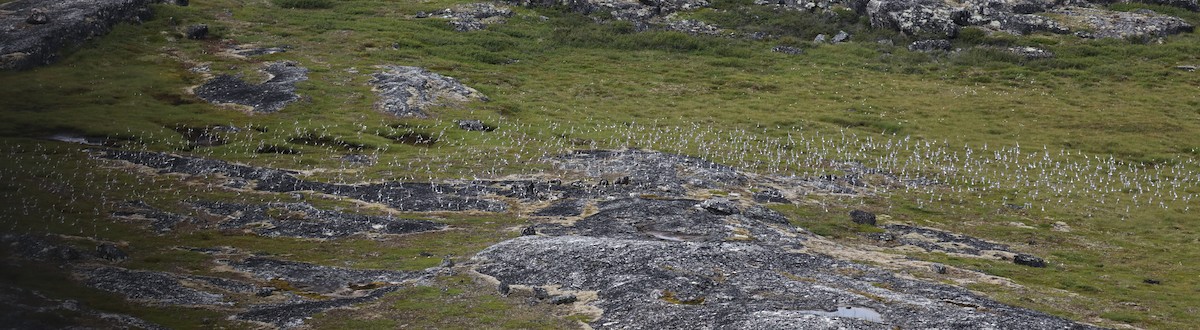 コシジロウズラシギ - ML645457124