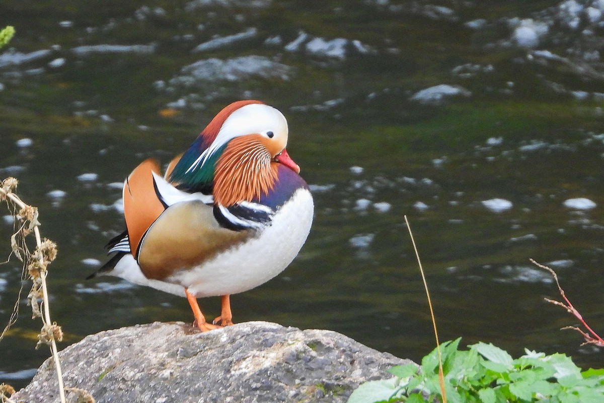 Мандаринка - ML645457128