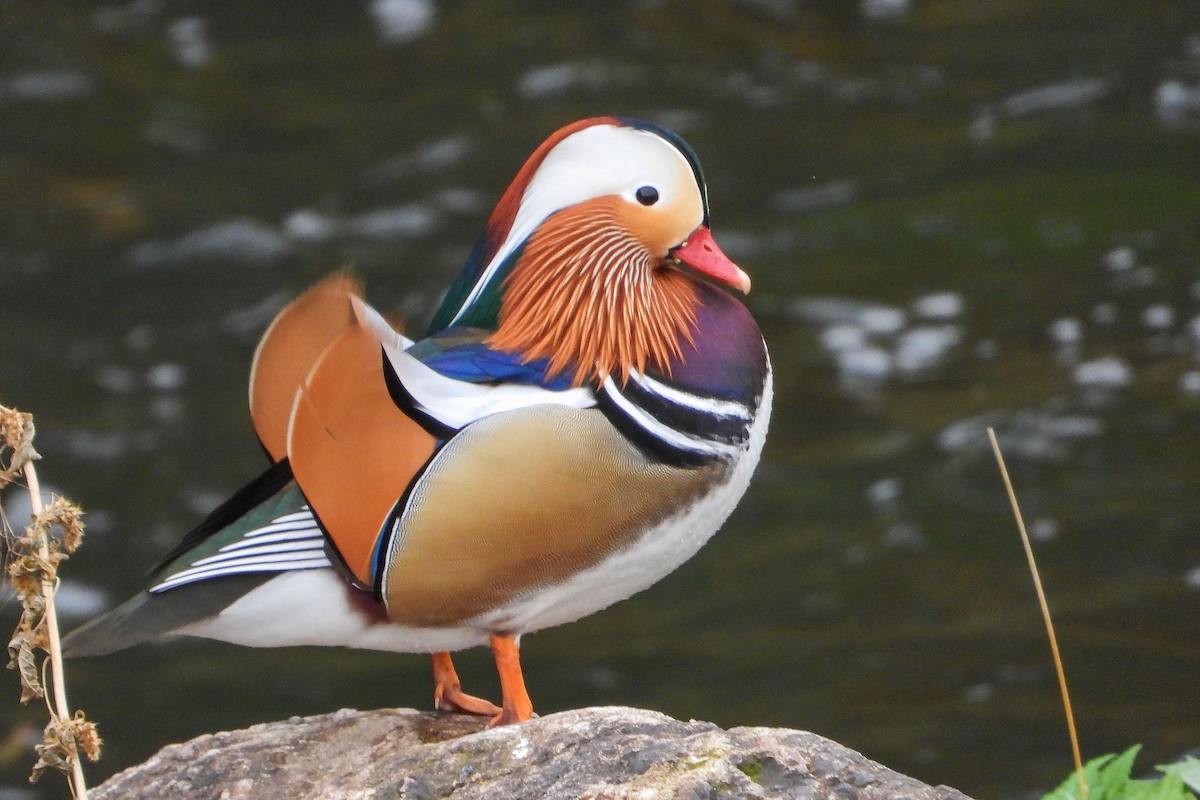 Мандаринка - ML645457129