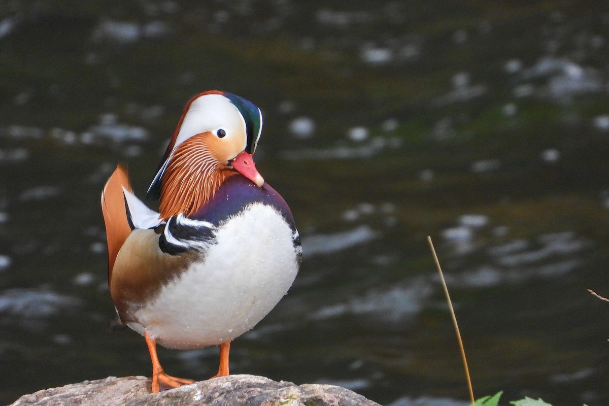 Мандаринка - ML645457130