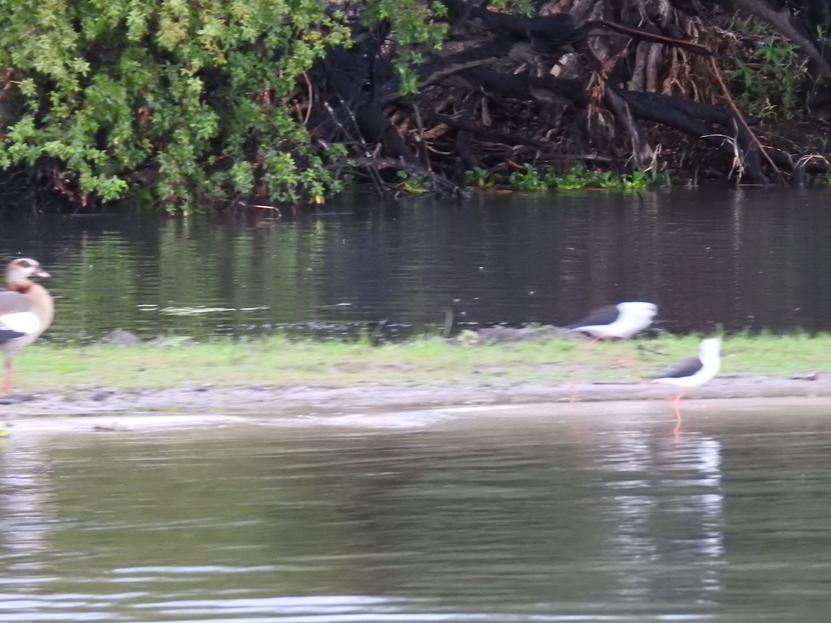 高蹺鴴 - ML645457144