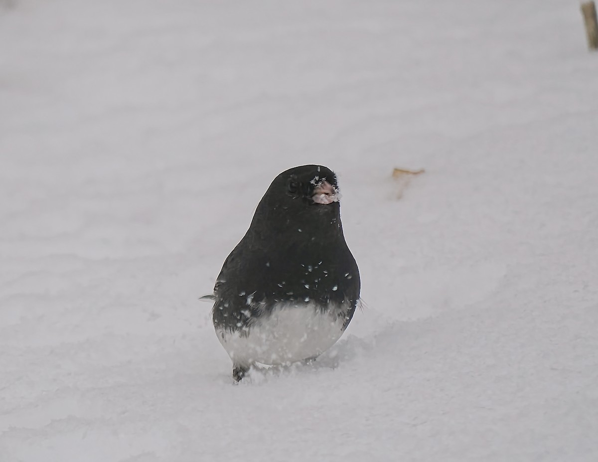 Dark-eyed Junco - ML645457155