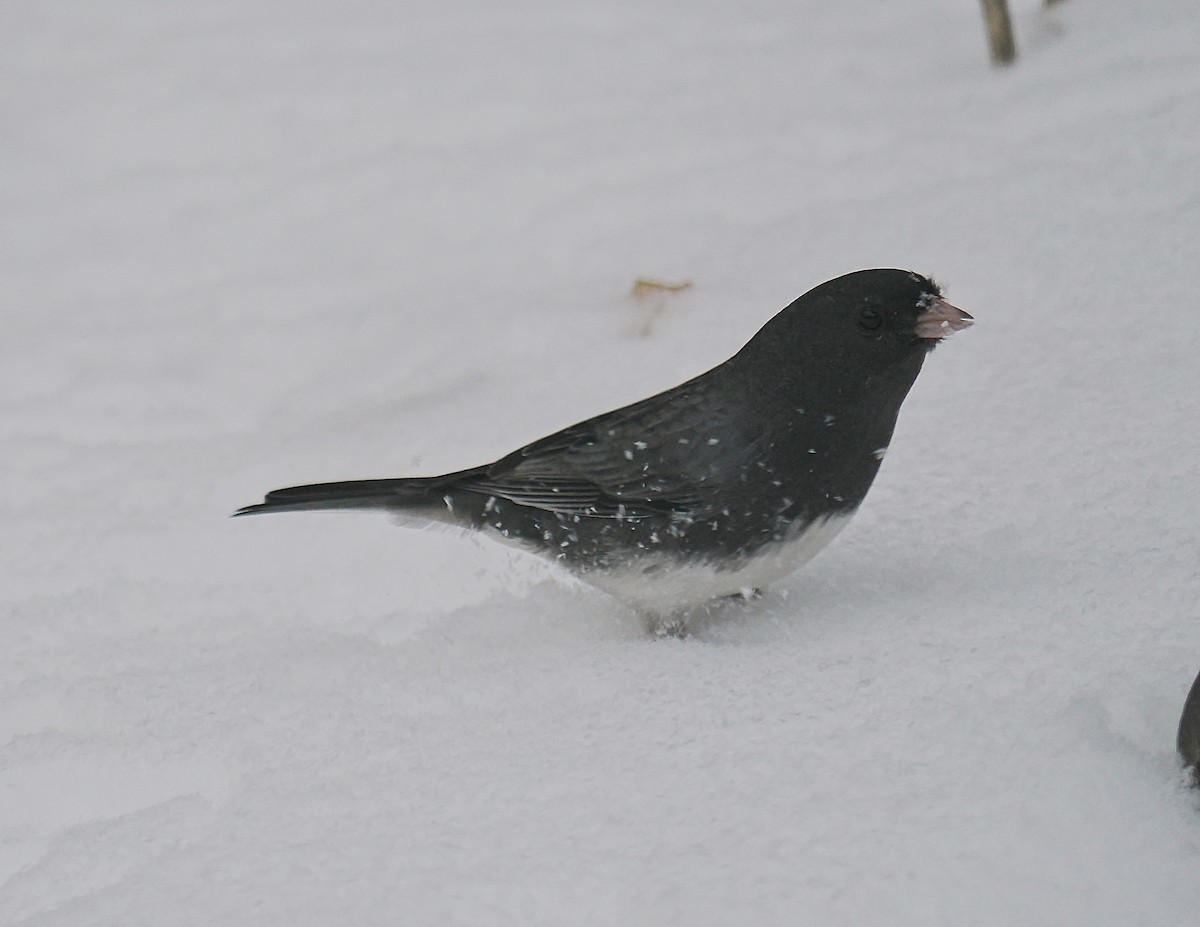 Dark-eyed Junco - ML645457156