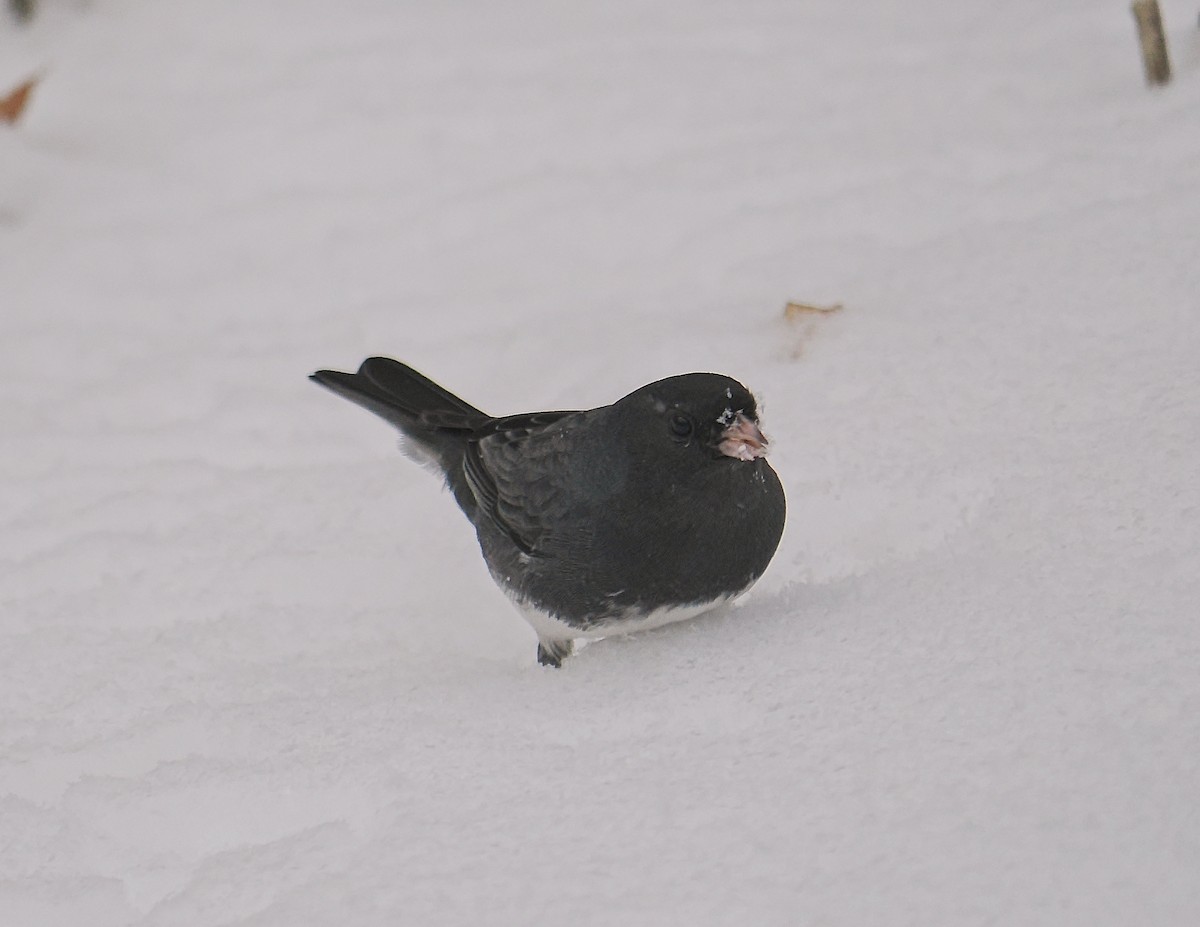 Dark-eyed Junco - ML645457157