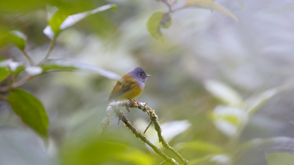 Gray-headed Canary-Flycatcher - ML645457158