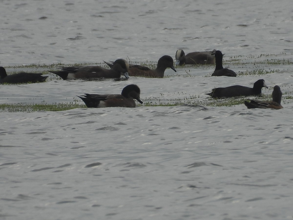 American Wigeon - ML645457159